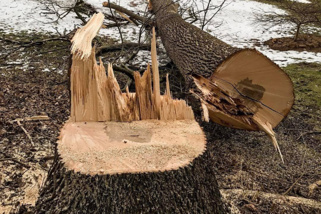 Perkasie Tree Removal Experts