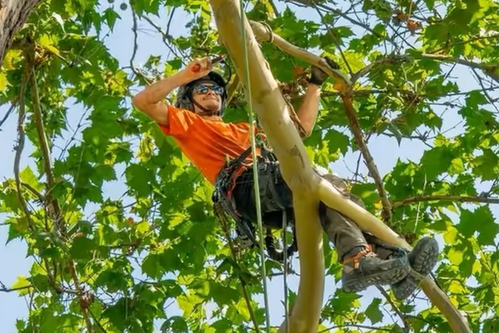Expert Tree Removal Services in Perkasie | ATS Tree Services