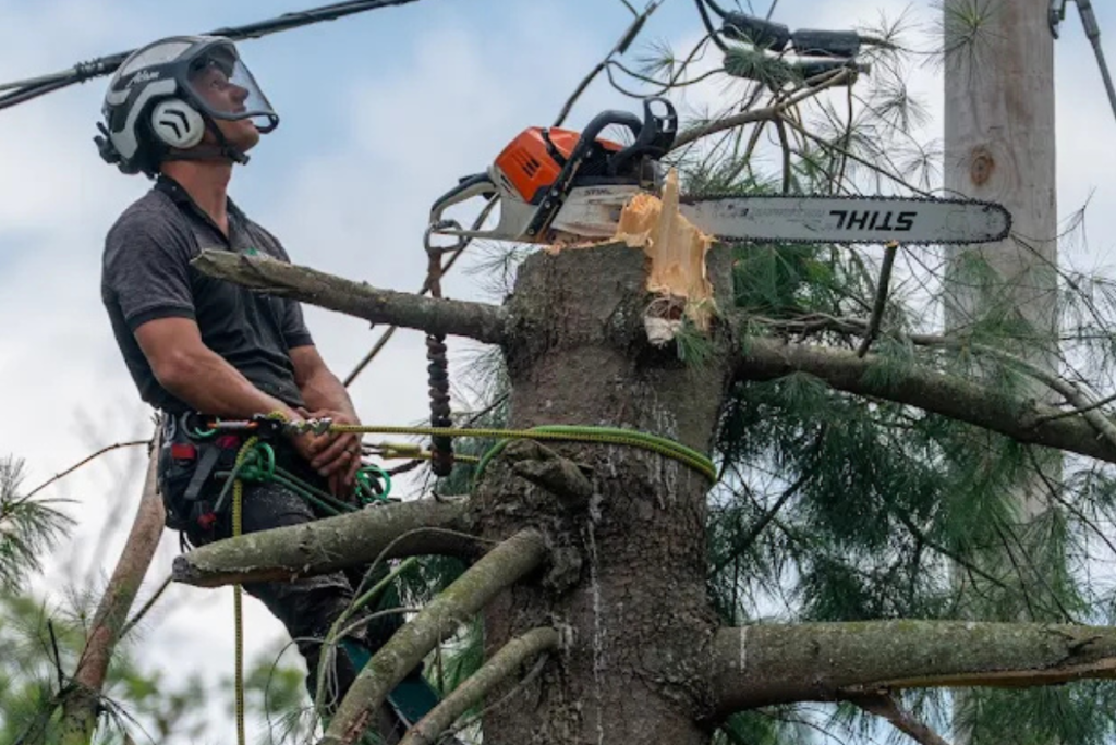 Expert Tree Removal Services in Perkasie | ATS Tree Services