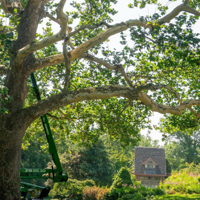 How to Choose a Tree Service in Perkasie PA