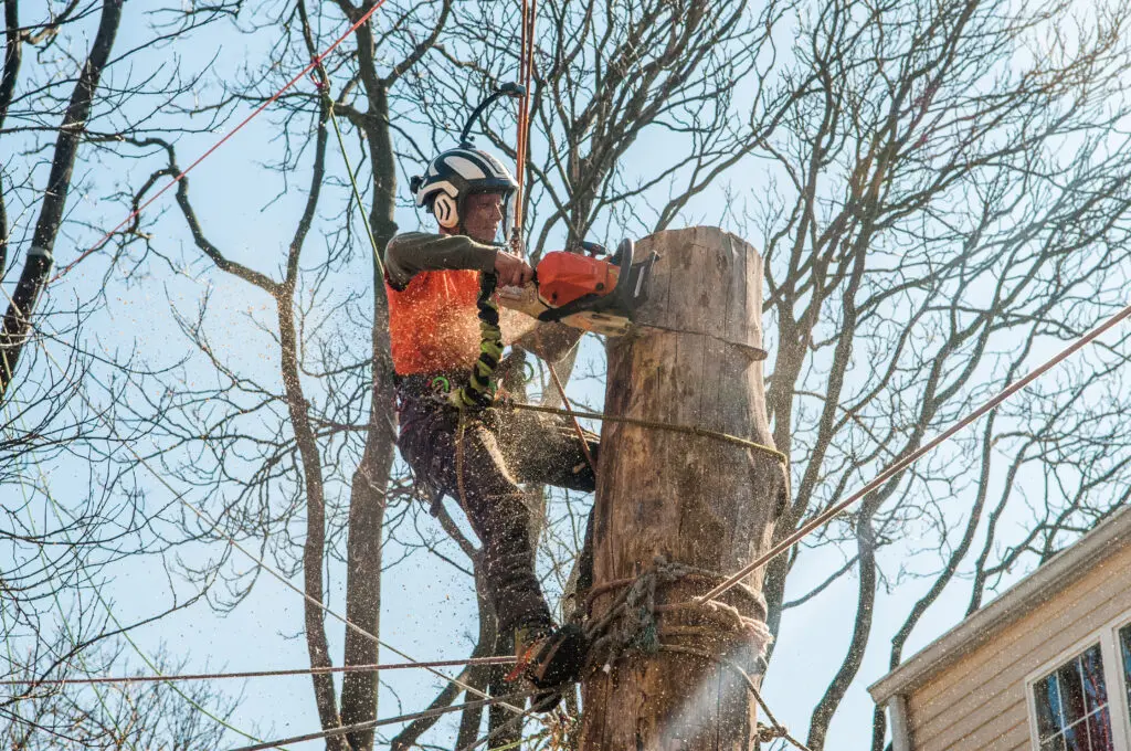 Professional Stump Grinding Perkasie PA| Expert Tree Removal Services in Perkasie | ATS Tree Services