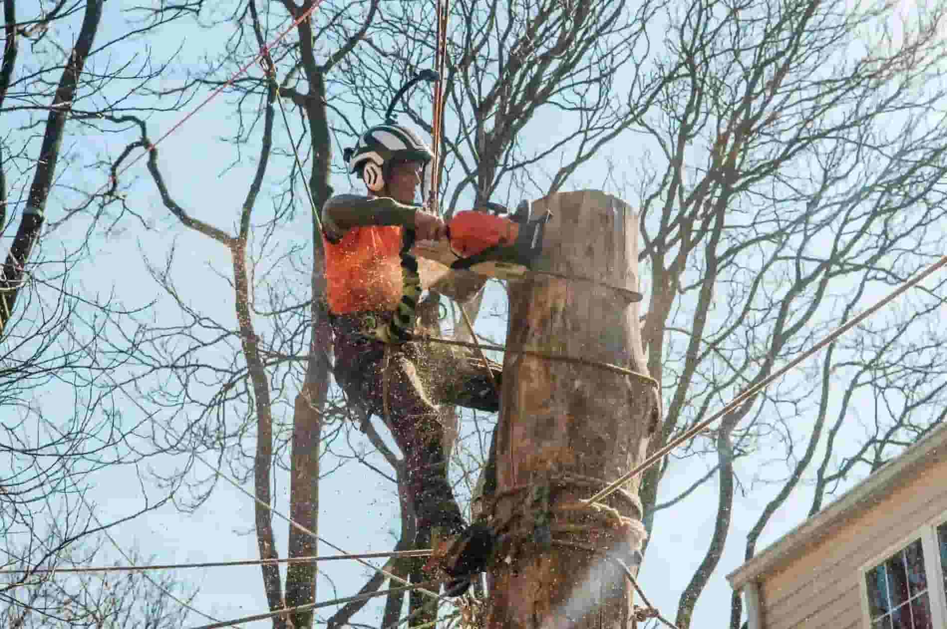 Professional Stump Grinding Perkasie PA| Expert Tree Removal Services in Perkasie | ATS Tree Services