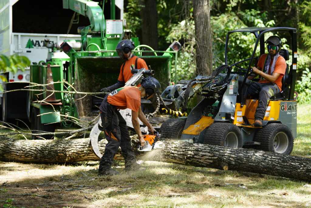Expert Tree Removal Services in Perkasie | ATS Tree Services