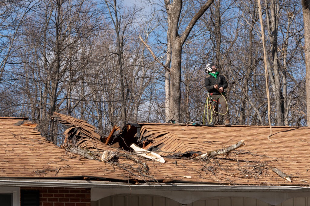 tree services