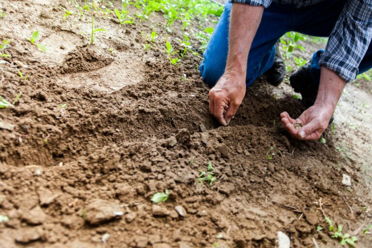 Tree Planting | ATS Tree Service