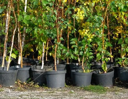 Tree Planting | ATS Tree Service