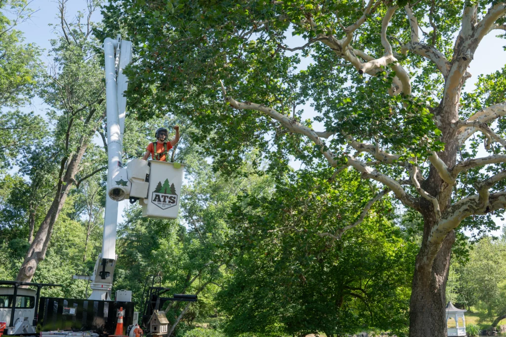 Crane lift crown reduction | ATS Tree Services