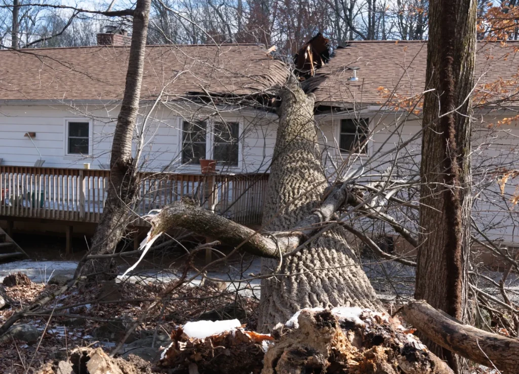 Fallen Tree that requires