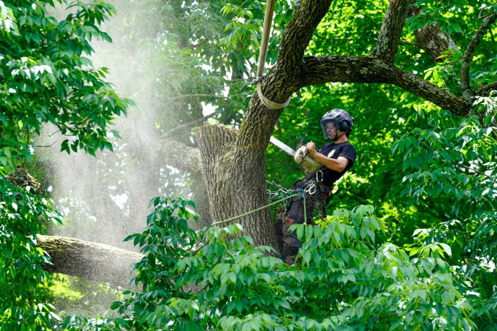 Expert tree trimming arborist | ATS Tree Services