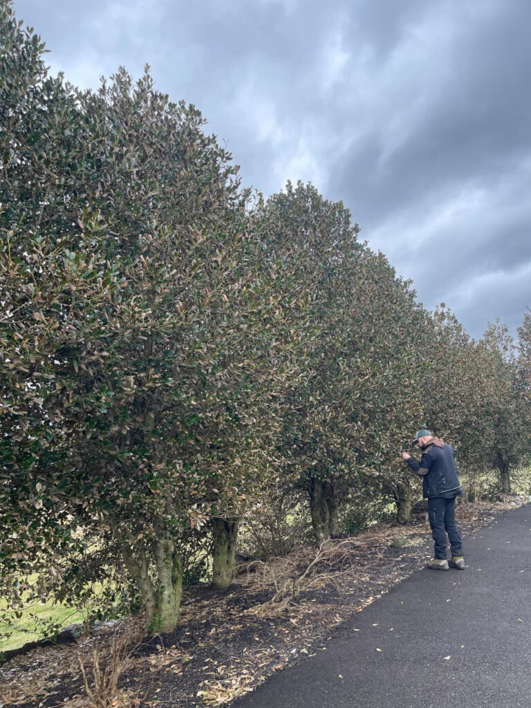 Constant Contact Mailer | ATS Tree Services