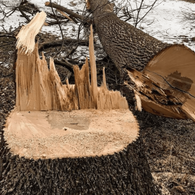 What Is the Difference Between Stump Grinding and Stump Removal?